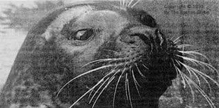 Hoover The Talking Seal