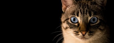 Pelo bem do seu gato, pense bem antes de usar Minoxidil: entenda o perigo fatal e silencioso deste remédio contra queda de cabelo