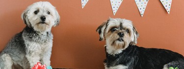 ¿Qué edad tendría mi perro si fuese una persona? Y no, un año humano no equivale a siete perrunos