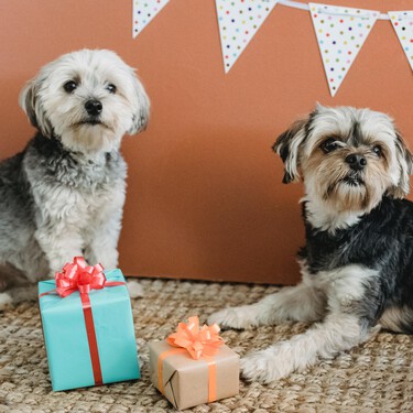 ¿Qué edad tendría mi perro si fuese una persona? Y no, un año humano no equivale a siete perrunos