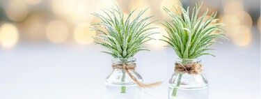 Tres plantas de interior que pueden vivir en agua y llenar la casa de verde sin usar tierra 