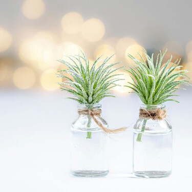 Tres plantas de interior que pueden vivir en agua y llenar la casa de verde sin usar tierra 