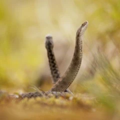 Foto 6 de 10 de la galería otros-animales en Xataka Foto