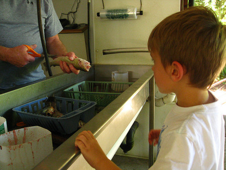 La alergia al pescado ocupa el tercer lugar de incidencias alérgicas en niños