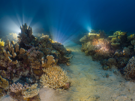 Reefscapes Alex Lindbloom A Reef The