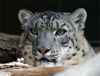 Leopard en la WWDC