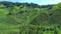 Té y trekking en Cameron Highlands, Malasia