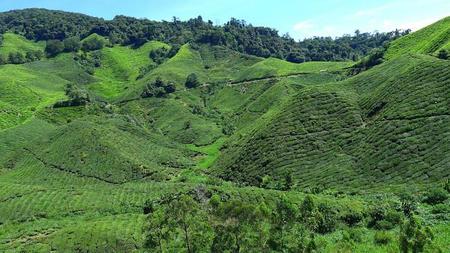Té y trekking en Cameron Highlands, Malasia