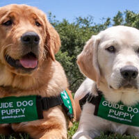 Moteros adiestrando a perros gruías. El nuevo truco para conseguir que los ojos de los ciegos no tengan miedo al ruido 