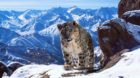 Planet Earth II, con voz Attenborough, te demuestra que el mundo es fascinante