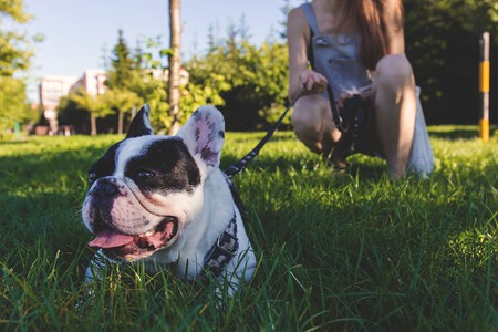 Mejores Herramientas Paseo Perros 0