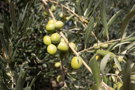 Oleum Hispania 0595