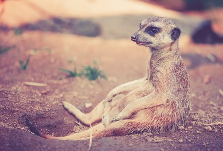 El animal más violento con su propia especie no es el ser humano, sino éste