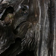 Foto 9 de 11 de la galería categoria-aves en Xataka Foto