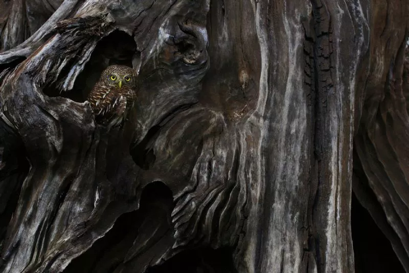 Foto de Categoría Aves (9/11)