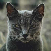 Australia utilizará robots asesinos para matar a 6 millones de gatos porque no sabe qué hacer con los problemas que están causando 