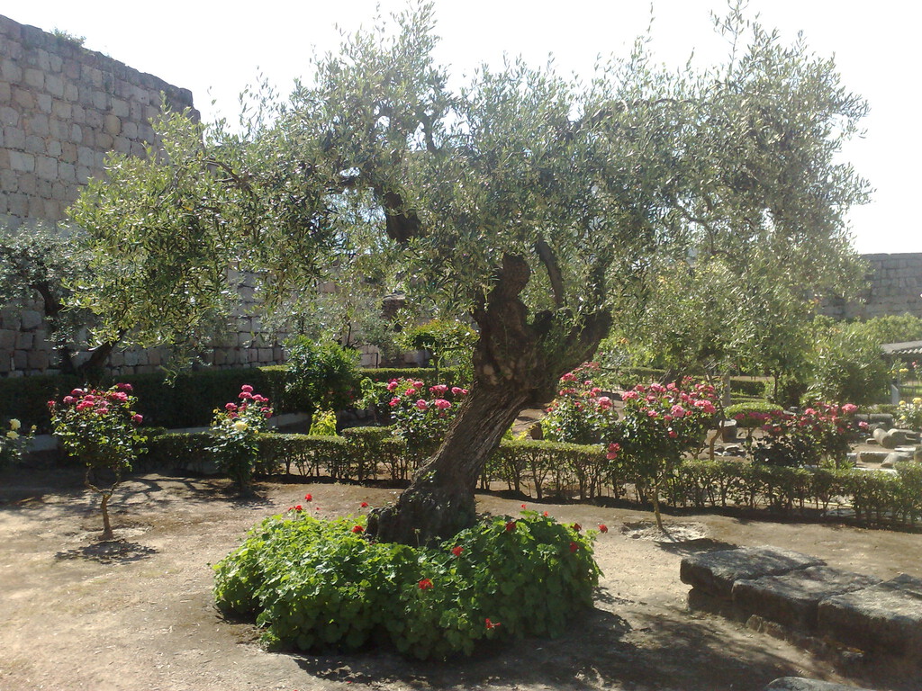 El milagro extremeño: en plena crisis del aceite de oliva, Extremadura va a incrementar un 101% su producción 