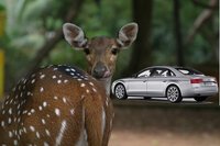 Ecología, ciervos y Audi A8
