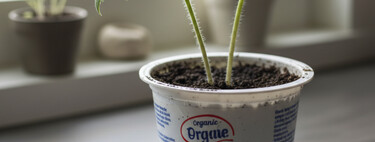 La planta que puede crecer incluso en el envase de un yogur y te da sabrosos frutos durante todo el año 