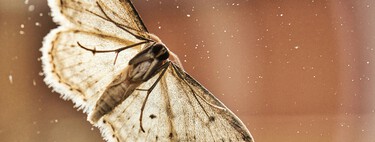 Por primera vez descubren que un insecto se guía por el cielo nocturno durante su viaje migratorio 