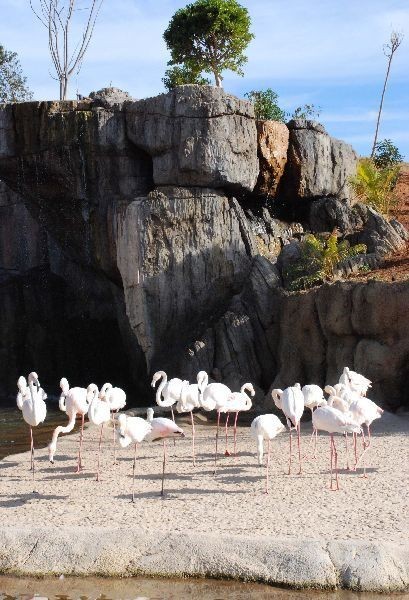 Bioparc Valencia abre sus puertas a final de mes