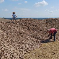 Un agricultor regala 500 toneladas de patatas para que no  se pudran y convierte su campo en un peregrinaje de necesitados y oportunistas 