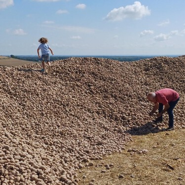 Un agricultor regala 500 toneladas de patatas para que no  se pudran y convierte su campo en un peregrinaje de necesitados y oportunistas 