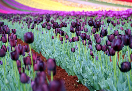 La foto de la semana: Tulipanes