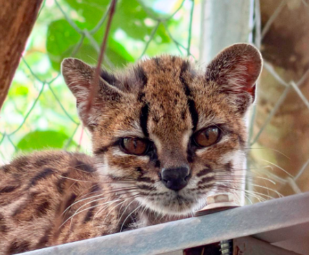 Leopardus tilcayo