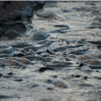 Você juraria que está morto: o estranho fenômeno do peixe que fica 'seco' por meses e volta à vida desafiando a biologia 