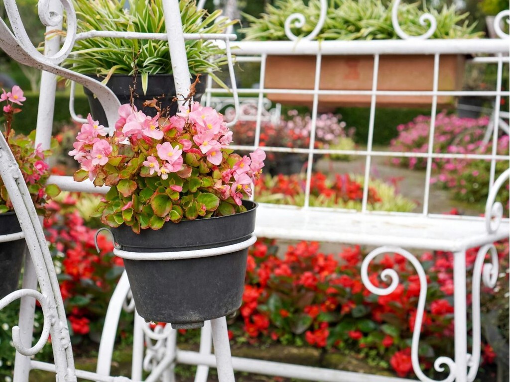 Ni geranios ni petunias: la planta elegante que está llenando de flores los balcones pequeños esta primavera