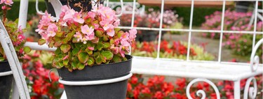 La planta elegante que está sustituyendo a geranios y petunias en los balcones pequeños esta primavera