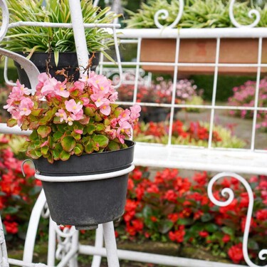 Ni geranios ni petunias: la planta elegante que está llenando de flores los balcones pequeños esta primavera