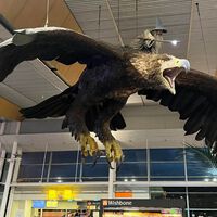 Las águilas de El señor de los anillos fueron un atractivo del aeropuerto de Wellington. En 2025 las quitaron por esta razón 