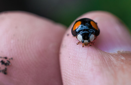 Ocho trucos y consejos prácticos para atreverse con la fotografía macro