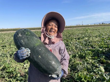 Melao De Inverno China News