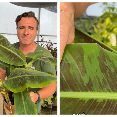Ángel Illescas, floricultor: "Esta planta es perfecta para dar un aire tropical a cualquier rincón de casa" 