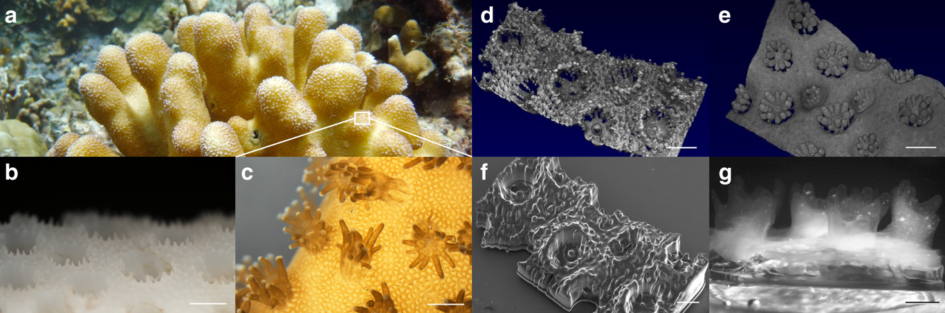 Coral