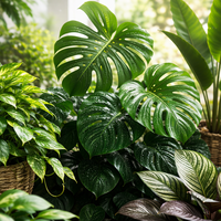 Agora podemos observar plantas respirando em tempo real graças à descoberta inovadora 