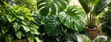 Agora podemos observar plantas respirando em tempo real graças à descoberta inovadora 