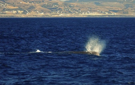 tarifa