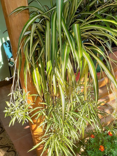 Plantas