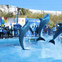 En México todavía alguien usaba delfines para shows, esto cambia para siempre con esta nueva ley