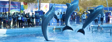 En México todavía alguien usaba delfines para shows, esto cambia para siempre con esta nueva ley