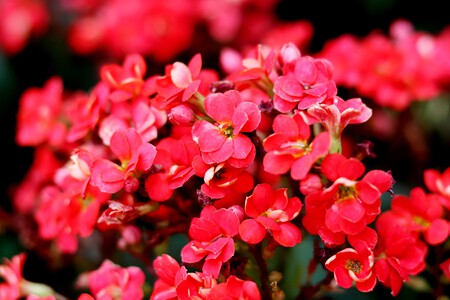 Cómo cuidar el kalanchoe