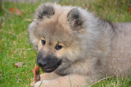 perro morder opciones cachorro evitar