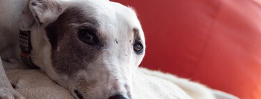Hay comunidades autónomas que protegen a los perros de caza a pesar de la Ley de Bienestar Animal 