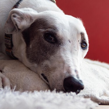 Hay comunidades autónomas que protegen a los perros de caza a pesar de la Ley de Bienestar Animal 