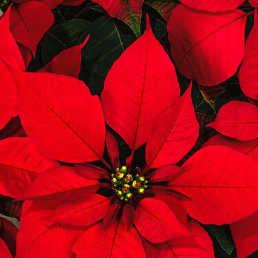 Esta es la guía definitiva para que tu flor de Nochebuena dure toda la temporada