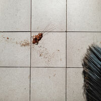Queria me livrar das baratas em casa sem usar inseticidas ao limpar o chão: estes repelentes me ajudaram a conseguir 